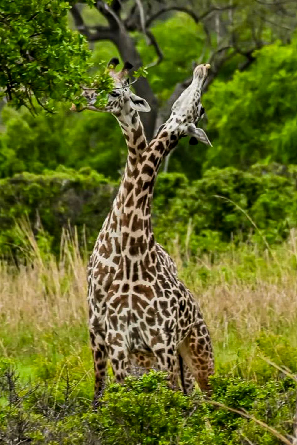 Zanzibar & Mikumi National Park – A Journey of Love and Adventure